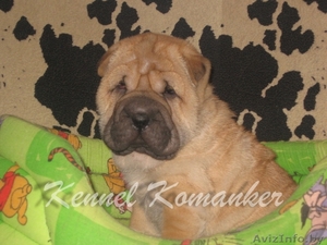 шарпей высокопородные щенки телефон: 80296733750 #483240