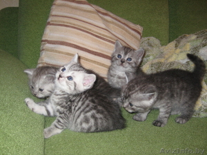 четыре карапуза-британчика #464952