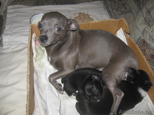 животные чихуахуа #474029