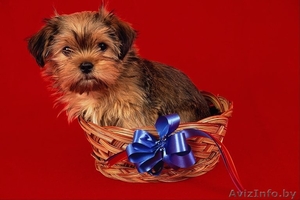 Супер щеночек йорка #478123