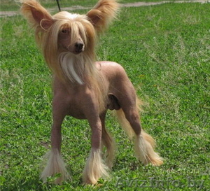 Продам голую китайскую хохлатую #465745