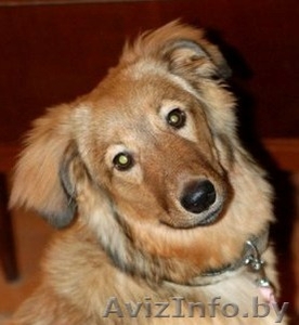 Вместе с Сержи в новый год! #463384