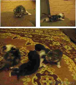 отдам в хорошие руки котят #156023