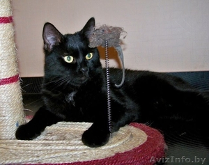 Леопольд - добродушный кот ищет дом!!!  #460652