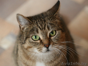 Леся - золотисто-лесная кошка в дар! #482585