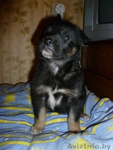 Симпатичный щенок 2 месяца,  девочка, в дар! #456371