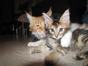 Котята Мейн-куна #478756