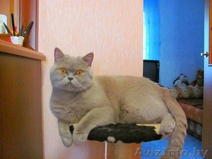 Британские плюшевые малыши. #473423