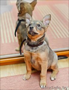 Ищу хозяина  и свой дом #479815