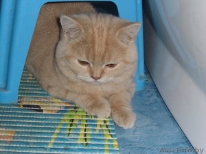 Шикарный британский мальчик с документами #473084