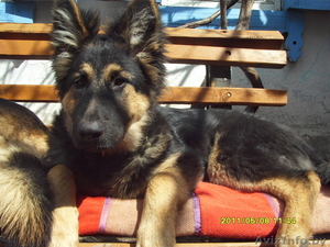 щенки немецкой авчарки 1 месяц окрас черный и чепрачный #473049