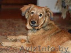 Красотка Сержи ищет дом #469070