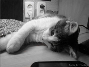 Спасённый котёнок ищет любящую семью! #467986