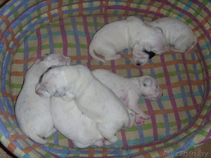 Щенки далматина ищут ответственных и любящих хозяе #474082