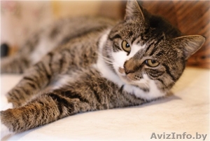 Кот Ваня – настоящий русский богатырь в дар! #456359