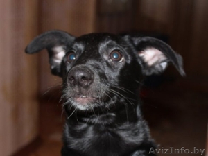 черная красавица Сильва в дар #479702