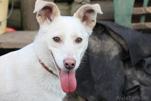 Белла. 5 лет.Стерилизована,  здорова, привита. #483718