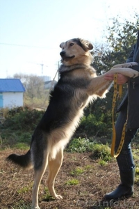 Дункан ищет нового хозяина #486993