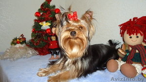Йоркширский терьер ищет подружку. #502995