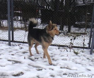 Добрый пес в добрые руки #490631