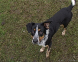 Замечательный молодой пес в дар #485673