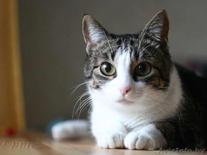 Аля - скромная бело-мраморная кошка. В дар. #488759