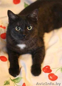 Кыся - кошка окраса чёрный дым. В добрые руки. #492165