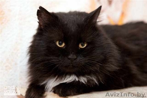 Муфаса - крупный чёрный кот в хорошие руки,  в дар. #500618