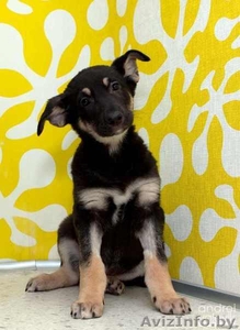 Миленький щенок 3 мес. ищет хозяина,  в дар. #500621