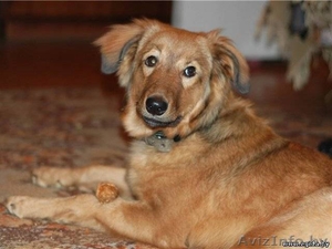 Ласковая собчка Сержи в добрые руки #492107