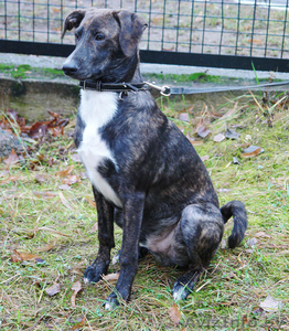 Тиграша - любознательный щенок #492652