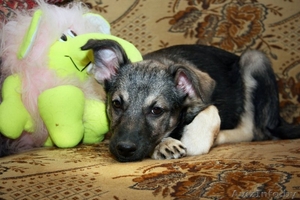 Замечательная щенок девочка в дар #511081