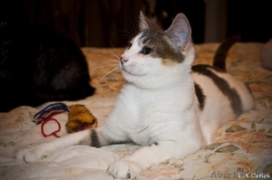 Взгляните! Очень красивые, обалденные котики в дар!) #487290