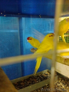 Попугаи волнистые и какарики #496886