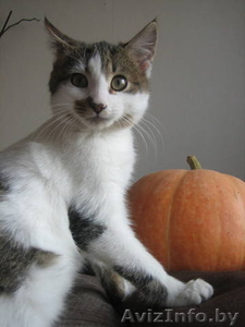 Котенок Блоггер ищет дом! #504247