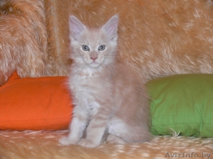 Продам котят породы МЭЙН КУН #501479