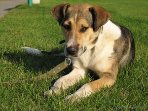 Золотая собака Гарси в дар хорошим людям #489136