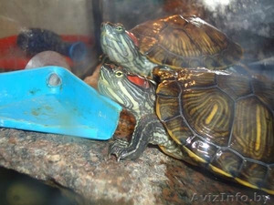 Продам черепах красноухих #506292