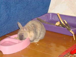 Домашний декоративный кролик #495375