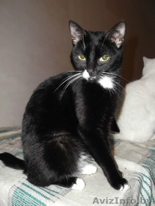 Красивая молодая кошка в дар! #504121