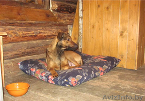 Станьте хозяином для Даночки! #484183