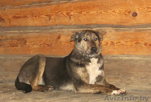 Благородный Рэнни в дар! #494057