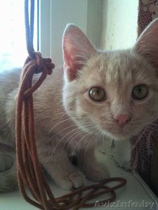 Котенок в дар,  песочного цвета #518343