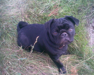 СРОЧНО! ищем мальчика мопса для вязки с девочкой мопс 1 год #519258