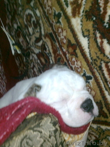 Продам Бульдога не дорого;  #512695