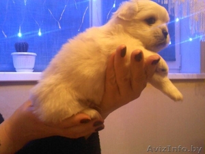 Продаю щенков королевского пекинеса. #509650