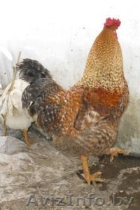 продам петухов в гомельском районе #515961