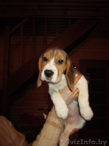 Щенок Бигля в хорошие руки #484263