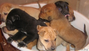 Продам Щенков шарпея #486925