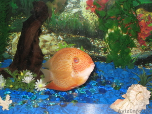 Рыбный и водный мир #497816